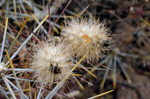  Cylindropuntia ramosissima